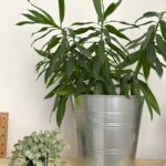 گلدان استیل ایکیا