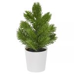 بوته کاج کوچک