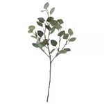 شاخه اکالیپتوس
