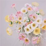 شاخه گل شقایق