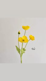 شاخه گل شقایق - Image 3