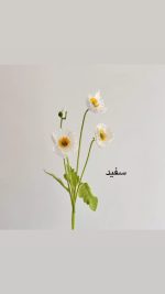 شاخه گل شقایق - Image 10