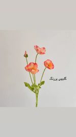 شاخه گل شقایق - Image 11