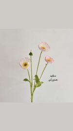 شاخه گل شقایق - Image 9