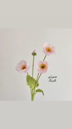 شاخه گل شقایق - Image 5